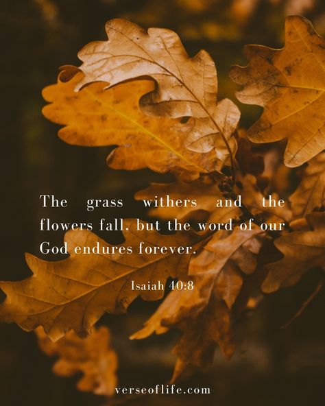 🍂 Isaiah 40:8 reminds us that God's word endures forever, unlike the fleeting nature of grass and flowers. As autumn leaves fall, we're reminded of life's impermanence, yet God's truth remains constant. His promises are our eternal anchor.⁣ Prayer: Lord, root us in Your enduring word as seasons change. May Your timeless truth guide us always.⁣ #AutumnFaith #GodsWord 🍁📖❤ Thankful Scripture, Bible Verses About Nature, Fall Bible Verses, Psalms Verses, Isaiah Bible, Grass And Flowers, Inspirational Encouragement, Comforting Bible Verses, Bible Verses For Women