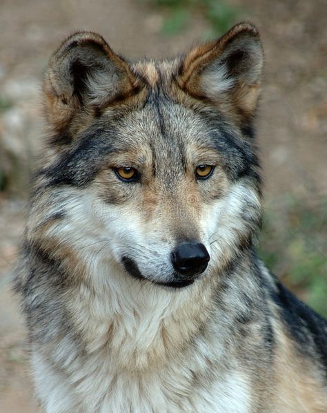 Mexican gray wolf. Close-up of a Mexican gray wolf #Sponsored , #Advertisement, #sponsored, #Mexican, #wolf, #Close, #gray Wolf Close Up, Mexican Grey Wolf, Italian Wolf, Aesthetic Wolf, Wolf Puppies, Wolf Reference, Mexican Wolf, Wolf Aesthetic, Mexican Gray Wolf