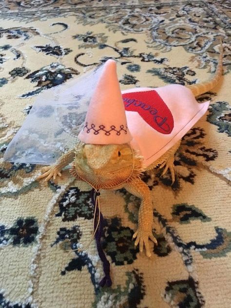 Bearded Dragon Princess Hats and Capes Costume Dragon Clothes, Bearded Dragon Clothes, Dragon Halloween Costume, Bearded Dragon Diy, Princess Cape, Bearded Dragon Cute, Dragon Halloween, Princess Hat, Pink Cape