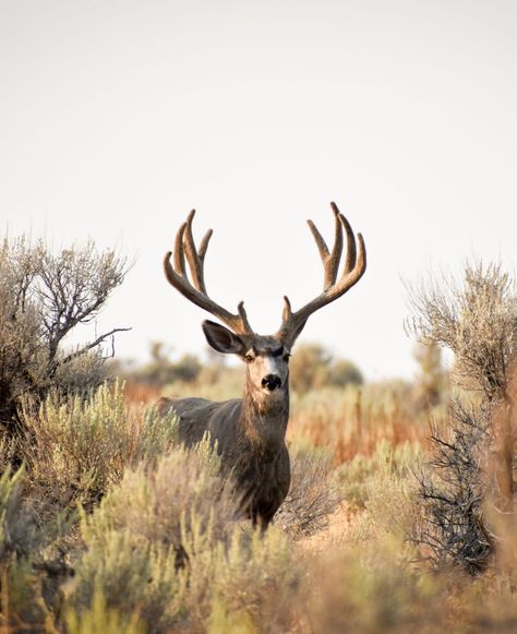 🦌 Encounter a large mule deer adorned in velvet antlers, a striking sight amidst the scenic beauty of Antelope Island State Park. 🌿 #MuleDeer Have you spotted any wildlife on your travels? Antelope Island, Mule Deer, Scenic Beauty, Scarecrow, Antlers, State Park, Mule, State Parks, Deer