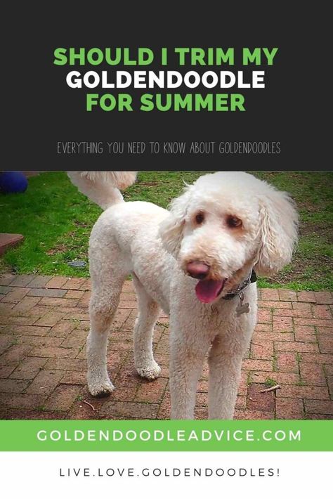 Goldendoodle Grooming, Puppy Grooming, Summer Cut, Dog Haircuts, Mini Doodle, Summer Haircuts, Dog Cuts, Mini Goldendoodle, Golden Doodle