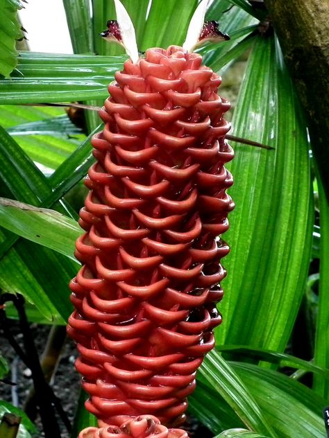 https://flic.kr/p/2grBAZS | Red beehive Ginger Flower (2) Beehive Ginger, Plant Wishlist, Ginger Flower, Pacific Islands, Ornamental Plants, Fragrant Flowers, Bee Hive, Ginger, Plants