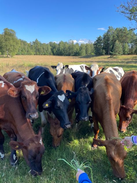 #cows #heart #laholm #sweden #summer #landet #countryside Sweden Countryside, Countryside Girl, Sweden Summer, Scandinavia, Agriculture, Stockholm, Sweden, Maine, Travel