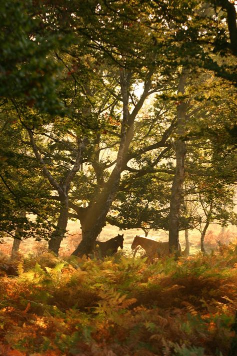 ༺♥༻New Forest Ponies, England. Have a bite at The Fallen Tree, or be brave and pack a picnic lunch! Make sure to see some New Forest Ponies! About 3,000 “wild” ponies can be sighted wandering throughout the forest. Grab a pint at the nearby Foresters Arms. New Forest Pony, Day Trips From London, British Wildlife, New Forest, English Countryside, Autumn Trees, Beautiful Horses, Ponies, Beautiful World