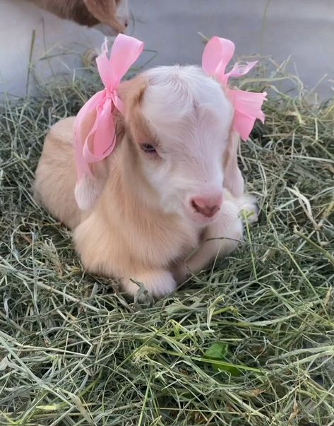 🎀🎀 Cute Farm Aesthetic, Croquette Widgets, Cute Goat Aesthetic, Baby Goats Aesthetic, Cute Goat Art, Pet Goats, Tiny Baby Animals, Sheep Cute, Farm Aesthetic