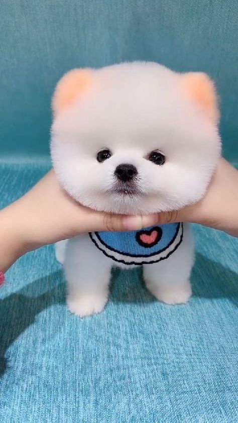 babypoms on Instagram: Cuteness Overloaded 😍😭💕 Tag 3 Pom Lovers 💝 Rate from 1 to 100🤩 Follow 👉🏻@babypoms Follow 👉🏻@babypoms Follow 👉🏻@babypoms Like and… Gempita Cute, Funny Puppy Videos, Cute Cat Video, Cute Dog Videos, Dogs Video, Puppy Videos, Cute Fluffy Dogs, Cute Teacup Puppies