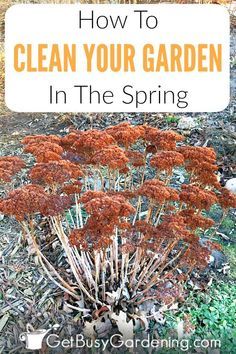 Taking the time for spring yard clean up will make summer maintenance much easier a clean garden is a healthy garden. But don't start spring cleaning the garden too early wait until the ground has thawed and dried out a bit. Learn how to clean a garden with this detailed spring garden clean up checklist. (AD) Spring Cleaning Yard, Homemade Toilet Cleaner, Clean Baking Pans, Cleaning Painted Walls, Garden Spring, Deep Cleaning Tips, Healthy Garden, Clean Dishwasher, Flowers Garden