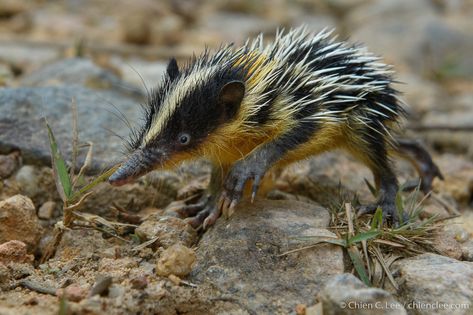 Lowland Streaked Tenrec (Hemicentetes semispinosus) | Flickr Borneo Rainforest, Small Mammals, Visual Archive, Rainforest Animals, Habitat Destruction, Animal Artwork, Unusual Animals, Living Things, Wild Animals