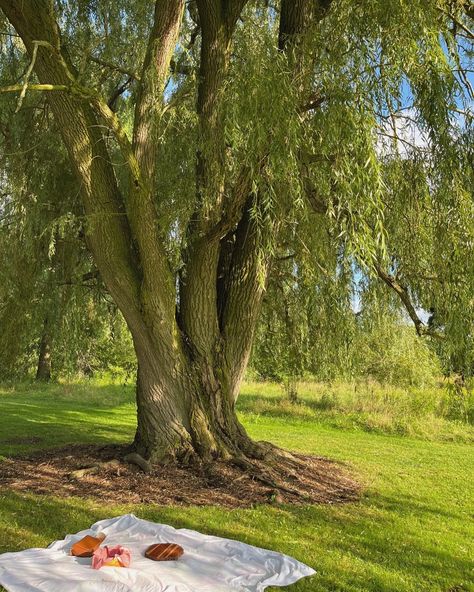 picnic under the willow Picnic Photoshoot, Willow Trees, Wind In The Willows, Picnic Birthday, Weeping Willow, Picnic Ideas, Picnic Foods, Willow Tree, Picnic Party