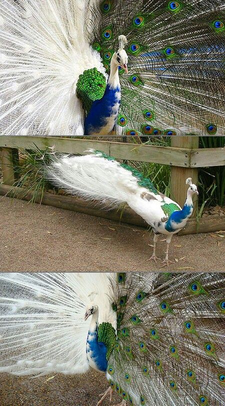 OMG! Bi colored peacock! Albino Peacock, Albino Animals, Rare Animals, Pretty Animals, Exotic Birds, Amazing Animals, Pretty Birds, Colorful Birds, Peacocks