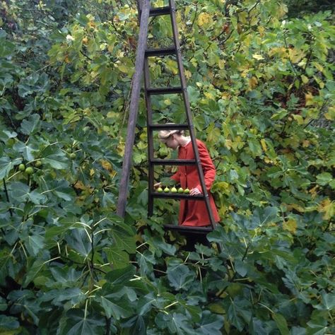 Kinfolk Magazine, Out In The Country, Apple Trees, Photography Professional, Farm To Table, Fig Tree, Photo Tree, Growing Food, Edible Garden