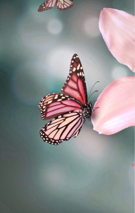 Image via We Heart It https://weheartit.com/entry/167811116 #botanical #butterfly #colour #flower #flowers #happy #nature #photography #pink #pretty #spring #springtime #sunlight #wildflowers #wildlife #mayflower #floweringtrees #seasonalbloom Light Tattoo, Tattoo Butterfly, Pink Nature, Butterfly Photos, Butterfly Pictures, Butterfly Kisses, Flash Art, May Flowers, Butterfly Wallpaper