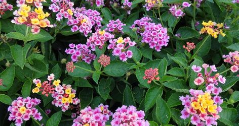 Bandana Lantana, Bedding Plant, Butterfly Houses, Good Traits, Front Landscaping, Bedding Plants, Butterfly Garden, Large Flowers, Plant Care