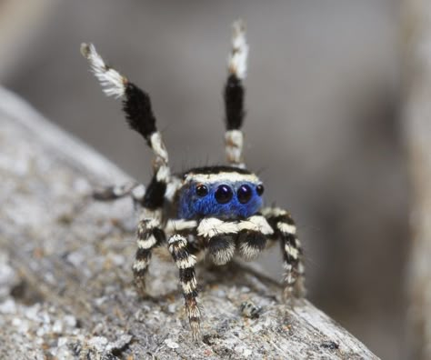 Cool Looking Spiders, Cool Spiders, Pretty Spiders, Unique Spiders, Colorful Spiders, Fluffy Spider, Cute Spiders, Spider Animal, Peacock Spider