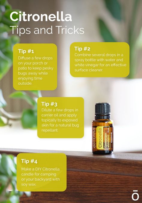 Insect Repellent Essential Oils, Citronella Essential Oil, Doterra Diffuser Blends, Essential Oil Education, Natural Bug Repellent, Doterra Essential Oils Recipes, Stream Of Income, Citronella Oil, Do Terra