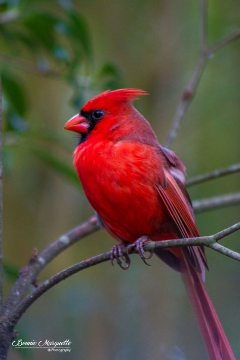 Pics Of Cardinal Birds, Male Cardinal Bird, Red Cardinal Bird, Red Bird Drawing, Red Cardinals, Cardinal Bird, Red Bird, Cardinal Photography, Cardinal Pictures