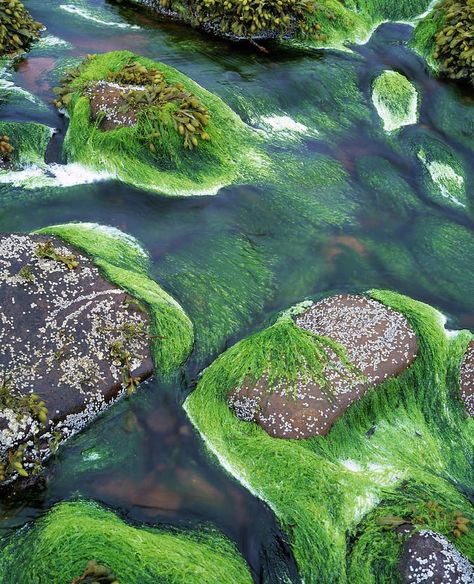 the tide of a river the algae also as a species such as a plant or a animal Algae Aesthetic, Home Brewing, Golf Courses, Stuffed Mushrooms, Water, Plants, Photography