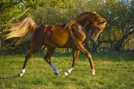 Arabian Stallions, Prancing Horse, Beautiful Arabian Horses, Horse Colors, Most Beautiful Horses, Majestic Horse, I Love Horses, Arabian Horses, Horse Coloring