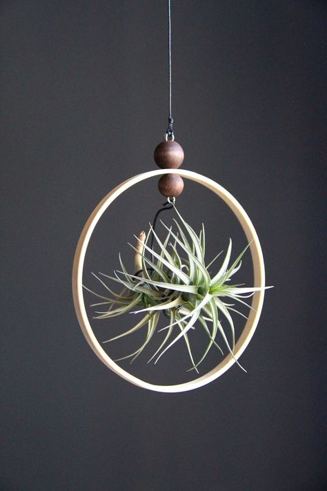 Hanging Wall Planters Indoor, Air Plant Art, Air Plants Diy, Plant Display Ideas, Air Plants Decor, Indoor Plant Hangers, Wall Planters Indoor, Hanging Wall Planters, Plant Hanging