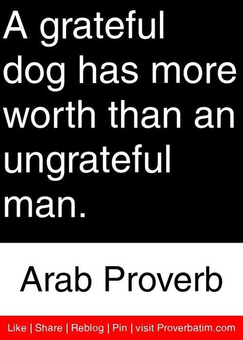 Quotes About Being Ungrateful. QuotesGram                              … Ungrateful People Quotes, Arab Proverb, Ungrateful People, Cute Animal Quotes, Look Up Quotes, Mae West, Proverbs Quotes, Share Quotes, Life Wisdom