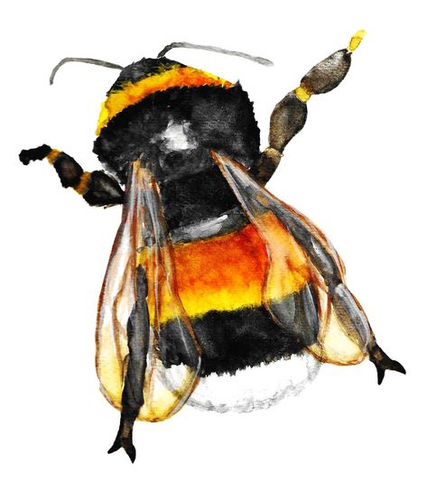 This cute little #bumblebee I painted for a friend. I decided to add it to my #redbubbleshop I decided to keep it small because the are hard little workers of nature Honey Clipart, Fly Drawing, Bumble Bee Art, Bee Artwork, Bee Painting, Scottish Artists, Bee Art, Stock Art, Art And Illustration