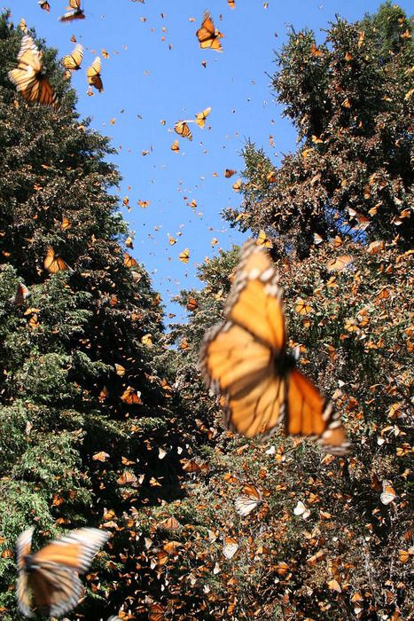 Bunch Of Butterflies, Foto Muro Collage, Fotografi Vintage, Butterflies Flying, Photo Wall Collage, Monarch Butterfly, Nature Aesthetic, Pics Art, Aesthetic Iphone Wallpaper