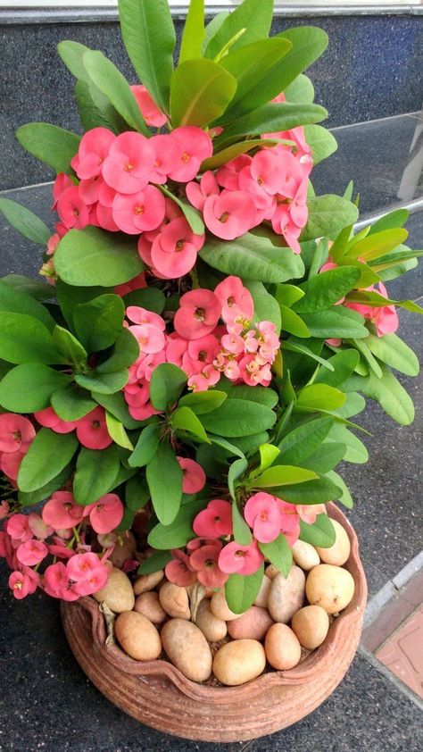 Best Plants For Home, Euphorbia Plant, Impatiens Plant, Plants With Pink Flowers, Chrysanthemum Plant, Purple Flowering Plants, Anthurium Plant, Plants For Home, Euphorbia Milii