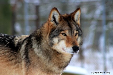 Wolves Photography, Wolf World, Wolf Images, Wolf Photography, Wolf Stuff, Fantasy Wolf, Wolf Photos, Wolf Spirit Animal, Timber Wolf