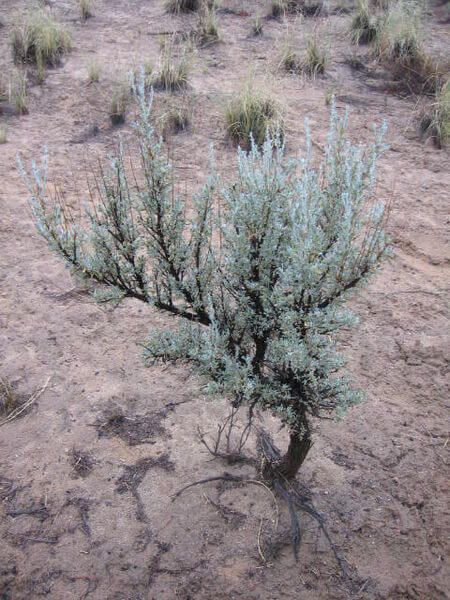 Artemisia Tridentata, Sage Brush, Desert Biome, Nevada State, Great Basin, Wild Edibles, Desert Plants, American West, Medicinal Plants