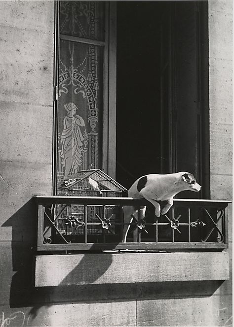 André Kertész, The Concierge's Dog, Paris. 1929, printed ca. 1978. (Gelatin silver print) Elliot Erwitt, Kawaii Planet, Andre Kertesz, Henri Cartier Bresson, Black And White Dog, The Balcony, Foto Art, Appaloosa, Vintage Dog