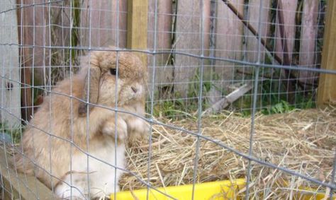 Indoor Rabbit Run, Rabbit Keeping, Outdoor Rabbit Run, Rabbit Cages Outdoor, Rabbit Houses, Outdoor Rabbit, Rabbit Pen, Rabbit Habitat, Bunny Hutch