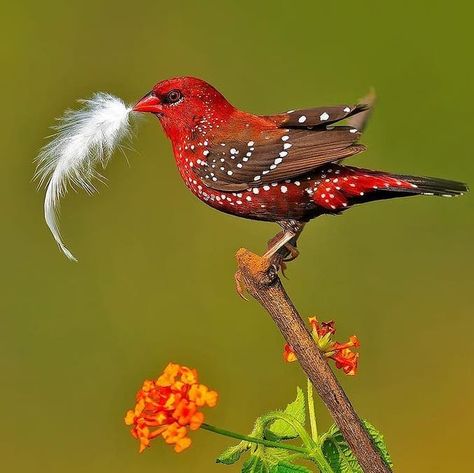 17.1k Likes, 89 Comments - @birds_private on Instagram: “Strawberry Finch Mysore, Karnataka The red avadavat (Amandava amandava), red munia or strawberry…” Strawberry Finch, Mysore Karnataka, Beautiful Dogs Photos, Finches Bird, My First Love, Underwater Animals, Kinds Of Birds, White Feather, Wildlife Photos