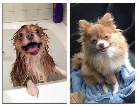 wet dog vs. dry dog Cute Dog Pictures, Animal Groups, Funny Dog Pictures, Puppy Training, Adorable Animals, Training Your Dog, Dog Pictures, Cat Memes, Funny Photos