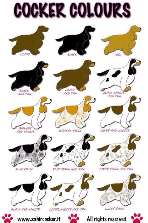 English Cocker Spaniel Colors, Cocker Spaniel Haircut, Cocker Spaniel Grooming, English Cocker Spaniel Puppies, Cocker Spaniel Rescue, Cocker Spaniel Breeds, English Spaniel, Golden Cocker Spaniel, Black Cocker Spaniel