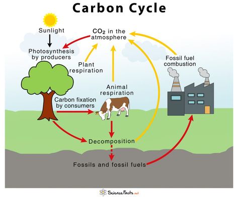 Carbon Cycle Diagram, Carbon Dioxide Cycle, The Carbon Cycle, Cycle Drawing, Photosynthesis And Cellular Respiration, Plants Worksheets, Nitrogen Cycle, Carbon Cycle, Cellular Respiration