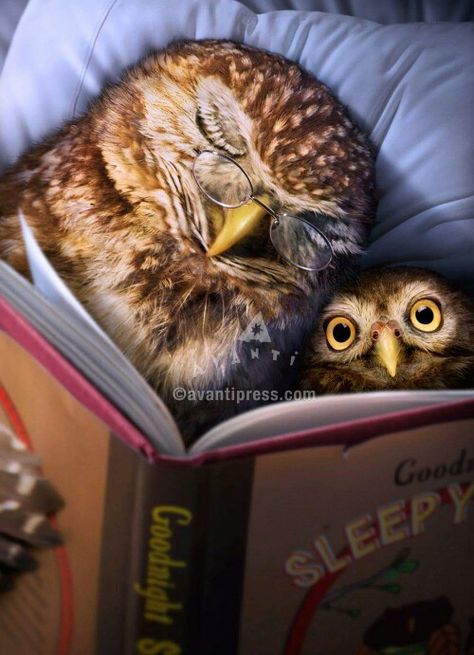 Parents of all species fall asleep reading bedtime stories! Owl Bedding, Marjolein Bastin, Owl Pictures, Wise Owl, Reading A Book, Owl Art, Cute Owl, Childrens Illustrations, I Love Books