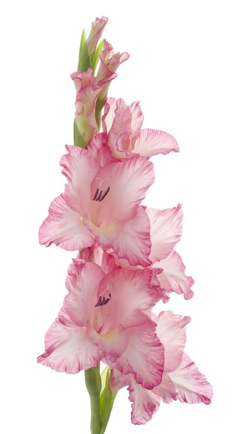 Tattoo Fairy, Gladiolus Flower, Tropical Wedding Flowers, Gladioli, Nothing But Flowers, Flower Therapy, New Wall, Flower Pictures, Wallpaper Iphone Cute