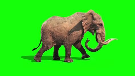 Get a 24.000 second elephant walks static side green stock footage at 30fps. 4K and HD video ready for any NLE immediately. Choose from a wide range of similar scenes. Video clip id 20583457. Download footage now! Spongebob Time Cards, Green Screen Images, Elephant Gif, Free Cartoon Characters, 2d Character Animation, Youtube Video Ads, Green Screen Footage, Free Green Screen, Elephant Walk