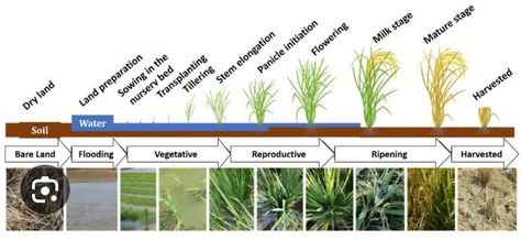 Rice Cultivation, Growing Rice, Smart Farming, Rice Plant, Decision Tree, Bible Images, Google Scholar, Canopy Cover, Gaming Room Setup