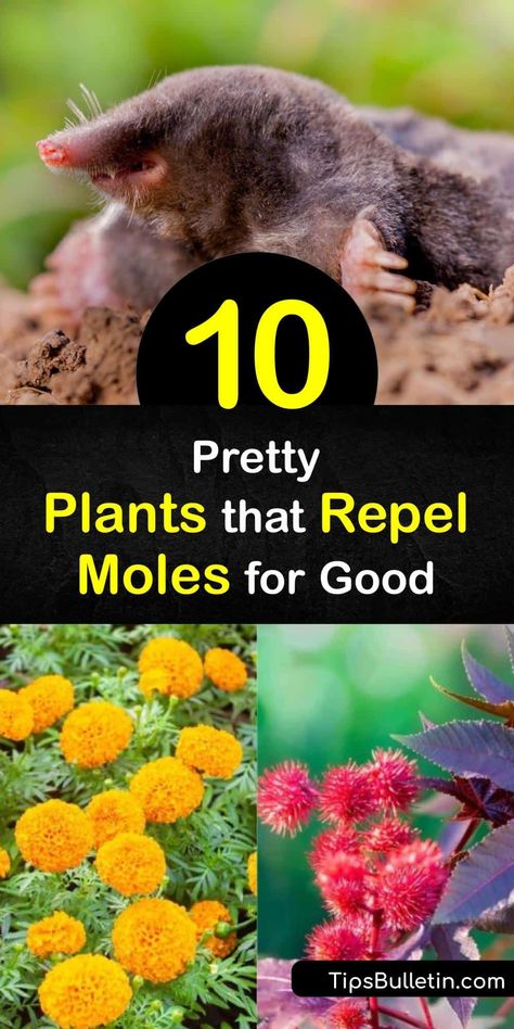 Find out which plants repel moles to chase these pests from your yard. As moles dig in search of earthworms, they damage roots and create paths for voles. Try mole repellent plants like daffodils, marigolds, and crown imperial, which also repels gophers. #moles #repellent #plants #deter Diy Mole Repellent, Vole Repellant, How To Get Rid Of Moles In Your Yard, How To Get Rid Of Moles In Yard, Mole Deterrent, Rodent Repellent Plants, Mole Removal Yard, Moles In Yard, Mole Holes