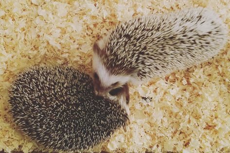 Find out what bedding options you have for your pet hedgehog. There are more options than you may realize but not all of them are good ones. Hedgehog Bedding, Hedgehog Care, Pet Hedgehog, Hedgehog Cage, Best Bedding, Hedgehog Pet, Dry Skin Remedies, A Hedgehog, Skin Remedies