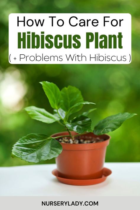 Discover essential tips on how to care for your hibiscus plant, an ideal indoor houseplant that adds vibrant color to your space. Learn about common problems with hibiscus, including pests, wilting, and leaf drop, and find effective solutions to keep your indoor houseplant thriving. Elevate your indoor gardening skills and ensure your hibiscus flourishes beautifully! Hibiscus Care, Growing Hibiscus, Hibiscus Plant, Plant Problems, Creative Display, Indoor Gardening, Big Flowers, Hibiscus, Health Benefits