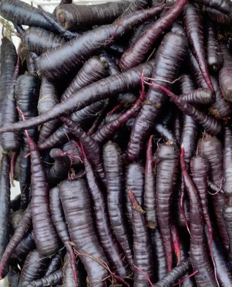 Unusual Vegetables, Carrot Varieties, Carob Chocolate, Garden Potager, Ancient Food, Heirloom Carrots, Purple Vegetables, Rainbow Eucalyptus, Black Carrot