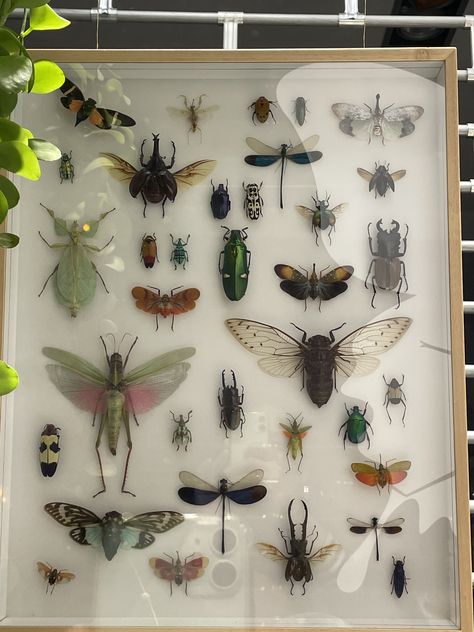 Bug Room Ideas, Bug Display Case, Bug Taxidermy Art, Pinned Insects Display, Bug Furniture, Pinning Bugs, Pinned Bugs, Entomology Aesthetic, Bug Display