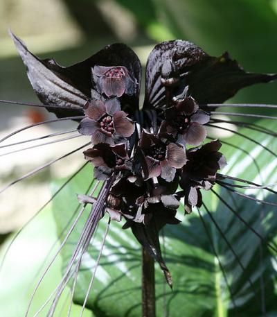 ✿Garden of Darkness✿ Black Bat Flower, Tacca Chantrieri, Bat Plant, Jump Dance, Black Plants, Witchy Garden, Bat Flower, Flying Bat, Dark Garden