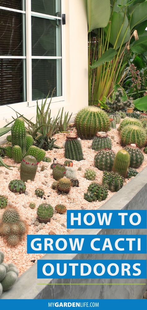 Cacti are the ultimate low-maintenance, drought-tolerant selections for landscaping. They’ll adapt to any warm, sunny position, from their native desertscape to a potted plant on a big-city balcony. Check out our top tips and learn how to grow cacti outdoors. Cactus Growing Tips, Potted Cactus Garden, Cactus Plants Outdoor, Cactus Garden Outdoor, City Balcony, Cactus Garden Landscaping, Small Cactus Plants, How To Grow Cactus, Cactus Water