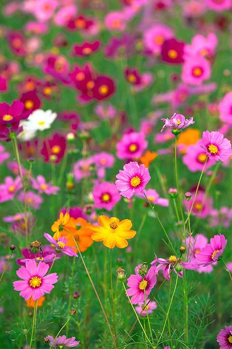 Want to add a splash of color and bring harmony to your garden. Plant cosmos, with our tips on Gardener's Path! Cosmos Plant, Fall Container Plants, List Of Flowers, Cosmos Flowers, Hummingbird Garden, Flower Spike, How To Attract Hummingbirds, Fall Plants, All About Plants