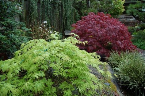 Buchart Gardens, Pacific Northwest Garden, Porch Landscaping, Maple Shade, Japanese Maples, Japanese Maple Tree, Ideas Backyard, Diy Landscaping, Japanese Maple