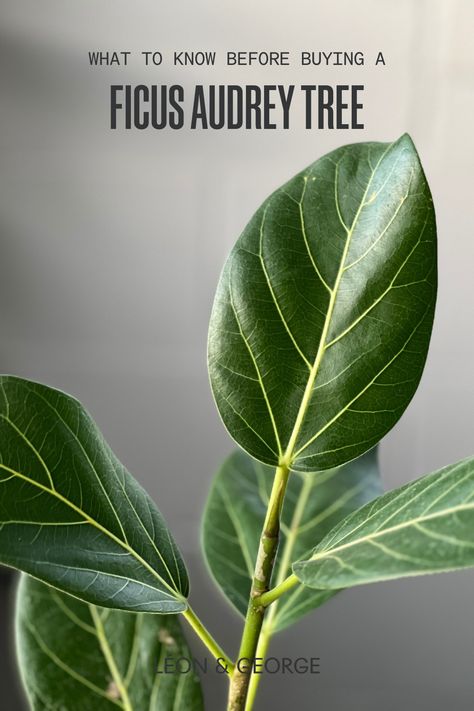 Ficus Audrey Indoor, Ficus Audrey Care, Ficus Audrey Tree, Ficus Tree Indoor, Audrey Ficus, Ficus Audrey, Plant Care Tips, Orchid Bark, Ficus Lyrata