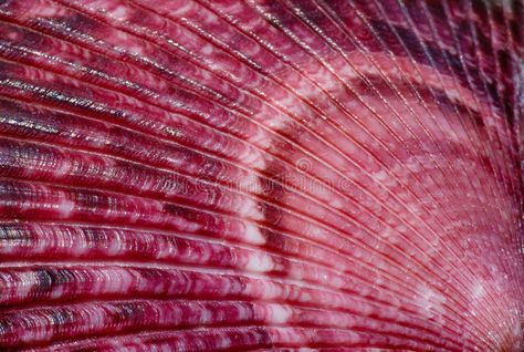 Seashell Close Up, Shell Close Up, Seashell Texture, Pink Sea Shells, Red Seashell, Shell Aesthetic, Shell Texture, Pink Shells, Seashells Photography